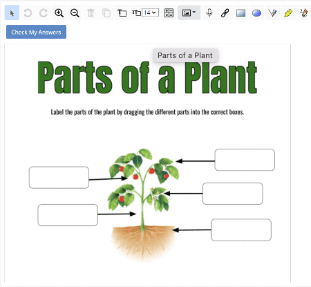 Interactive Worksheets